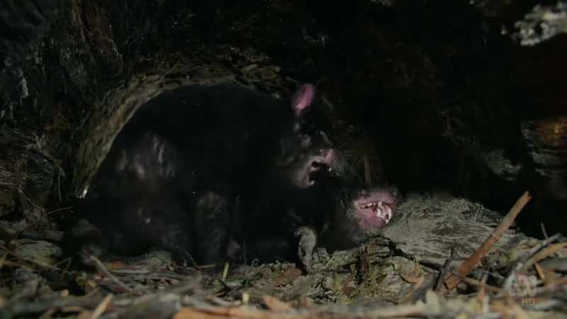 They'll remain in here, mating regularly, for several days