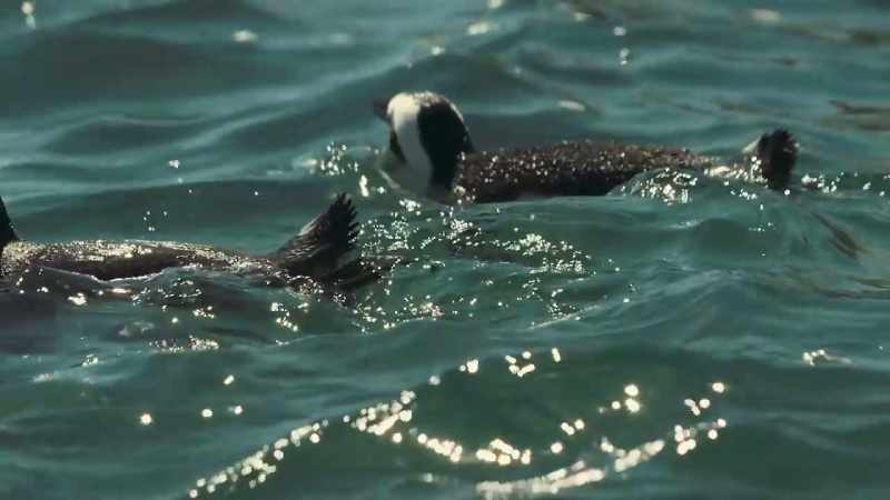 They'll swim ten miles on an average day