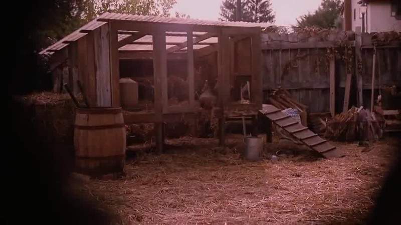 They're all chickens