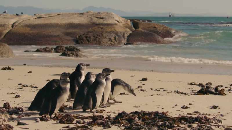 They're all first-timers