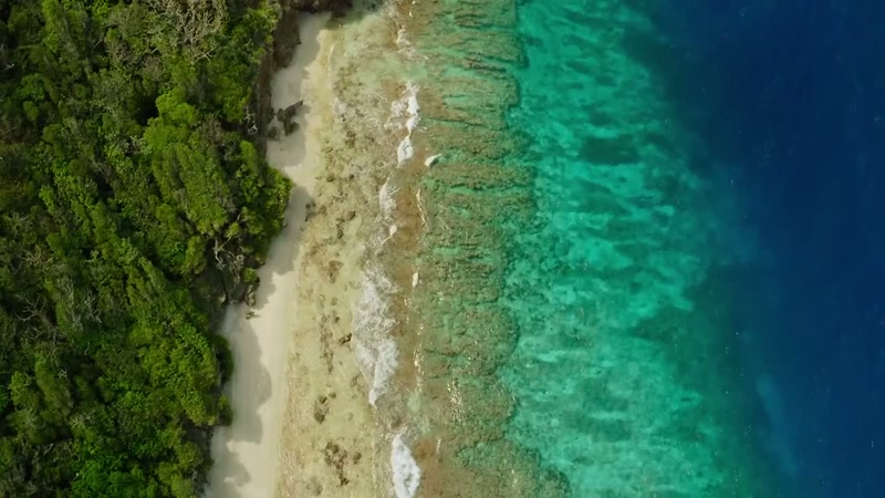 'They're all heading down to the beach to spawn