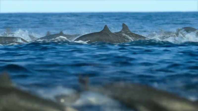They're being hunted by false killer whales