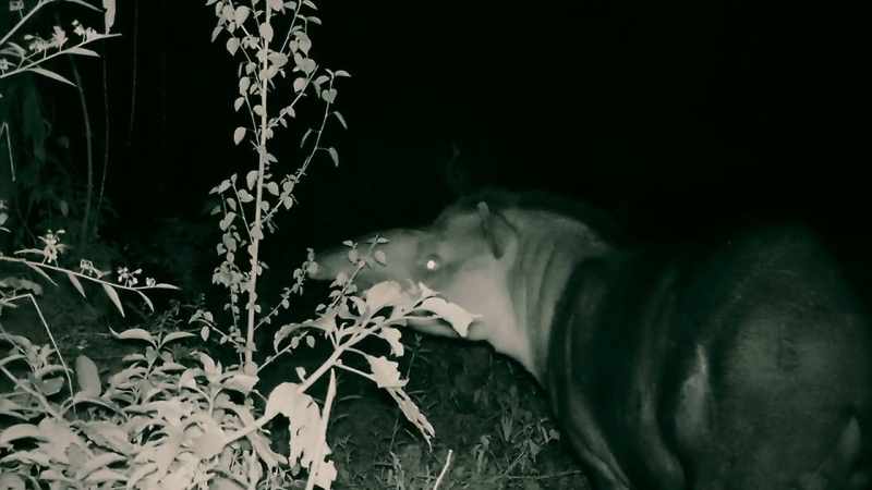 THEY'RE BIG BEASTS AND STRANGE CREATURES