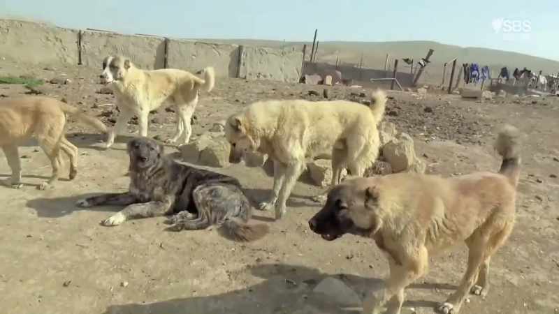 They're bred to kill wolves