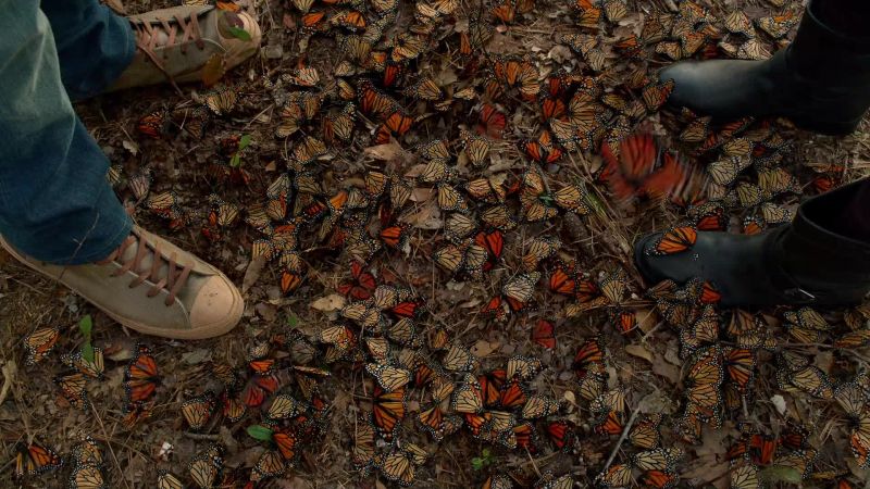 They're butterflies