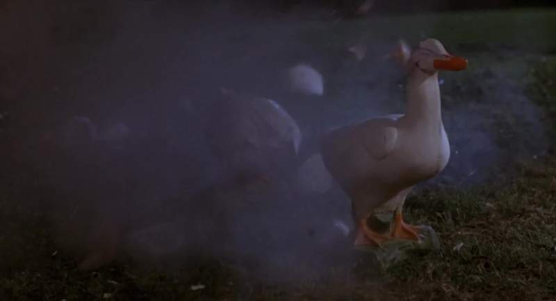 They're destroying my ducks