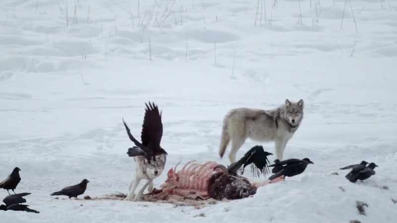 They're feeding on their biggest kill yet