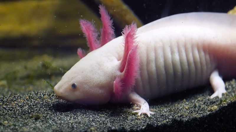 They're known as the Mexican walking fish