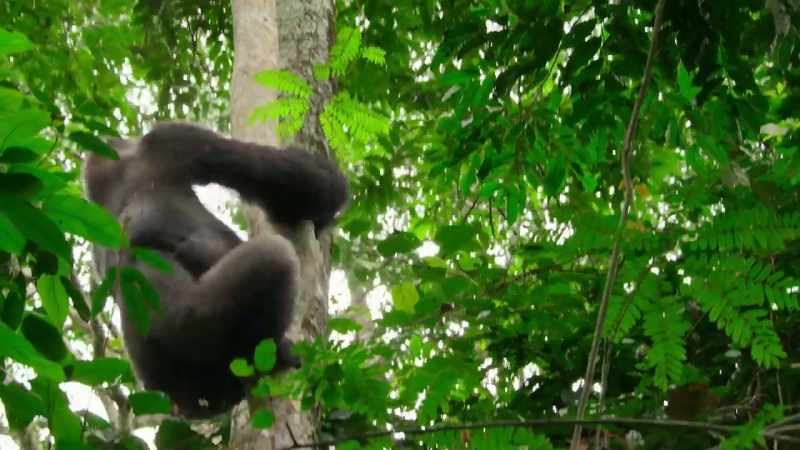 They're led by this silverback, the dominant male