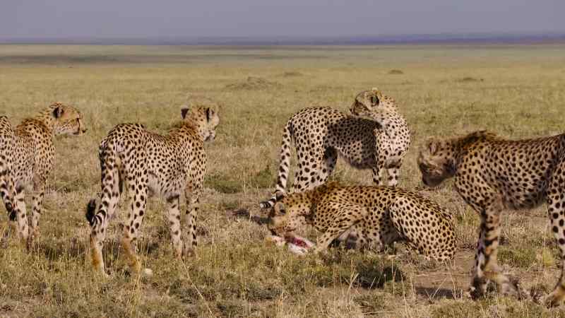 They're now old enough to hunt for themselves