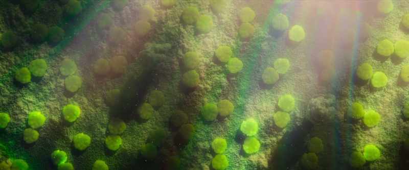 They're packed with the green pigment chlorophyll