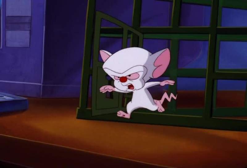 They're pinky and the brain