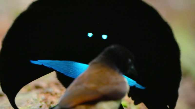 They're places in which evolution's talent for design soars