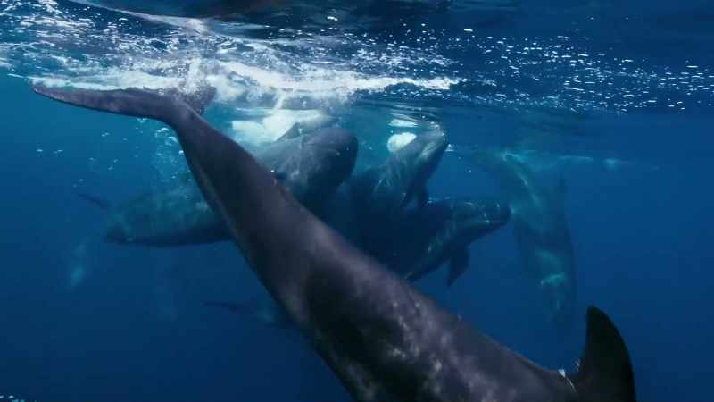 They're relatives of the orca