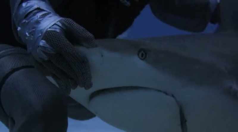 They're so sensitive that rubbing them seems to lull the shark to sleep