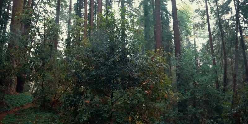They're standing, walking, and flying with the trees