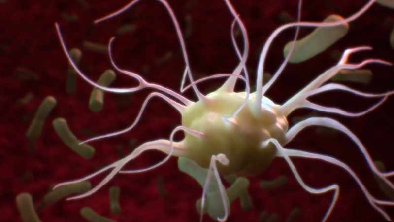 They're the messengers of the immune system