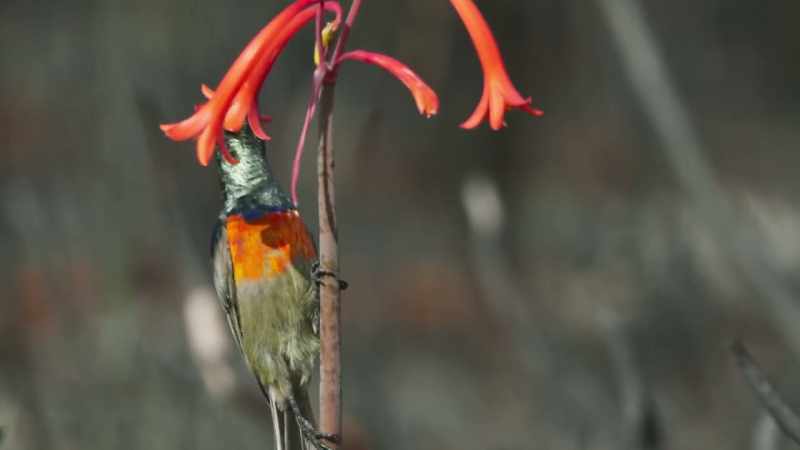 They're the only source of nectar around