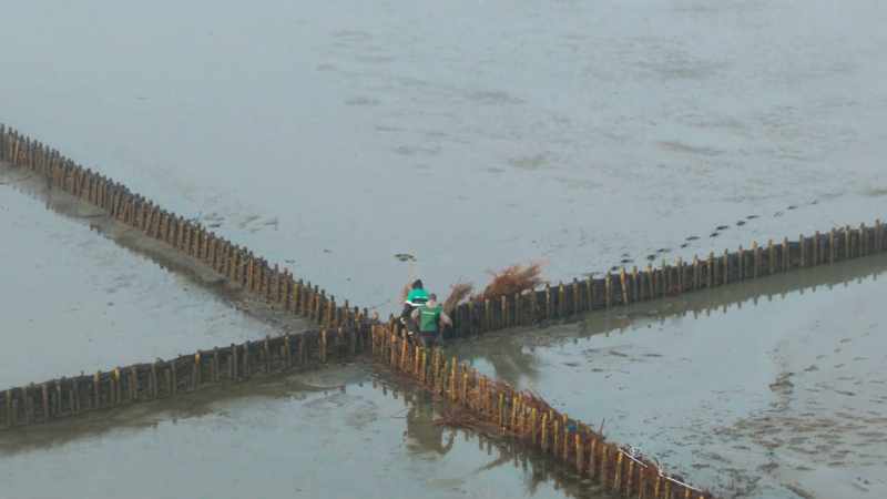 They're weaving brushwood between wooden posts