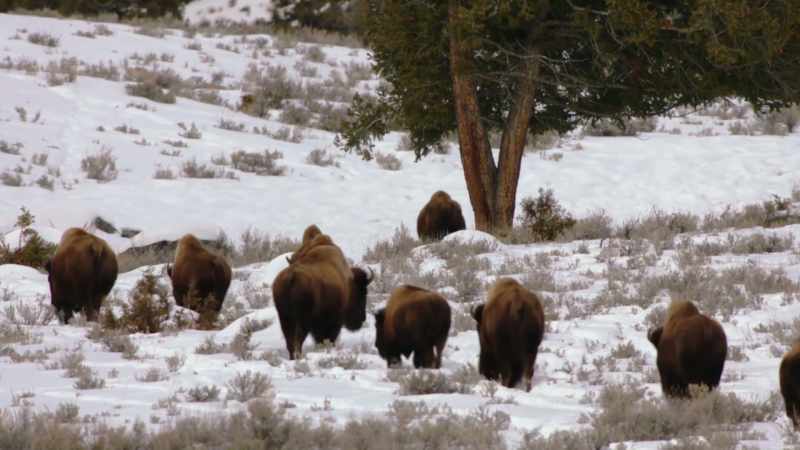 They've always been hunted by humans;