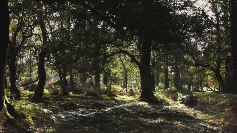 They've discovered that trees not only send nutrients along it