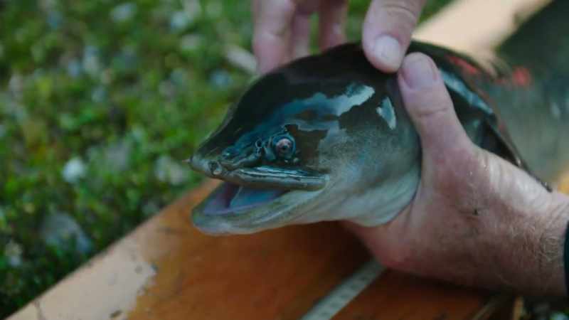 They've evolved incredible senses to help them find their prey