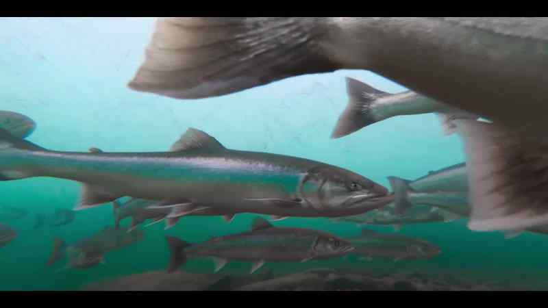 They've evolved to survive in both fresh and salt water