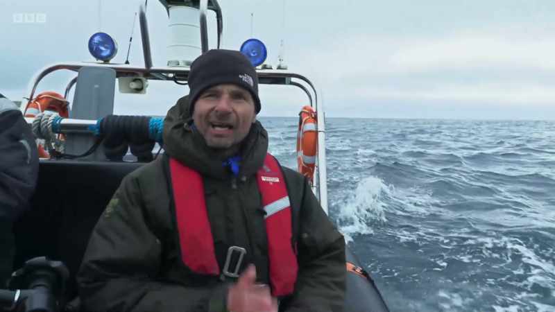 They've got two bulls coming down Bluemull Sound