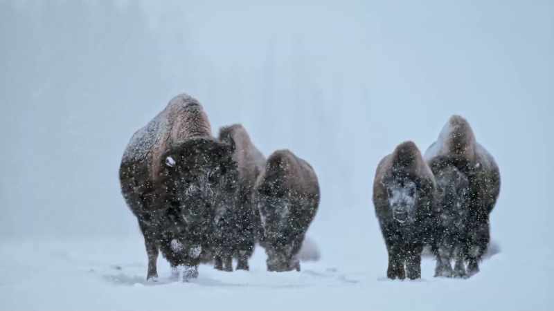 They've lived in Yellowstone continuously