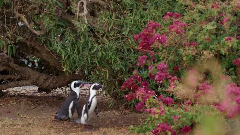 They've raised a dozen penguins... right here in this bush
