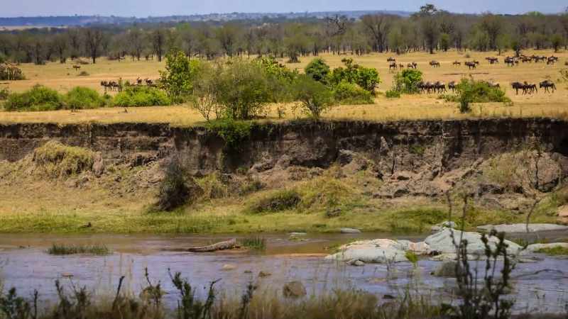 Things get more complicated when they reach the Mara River