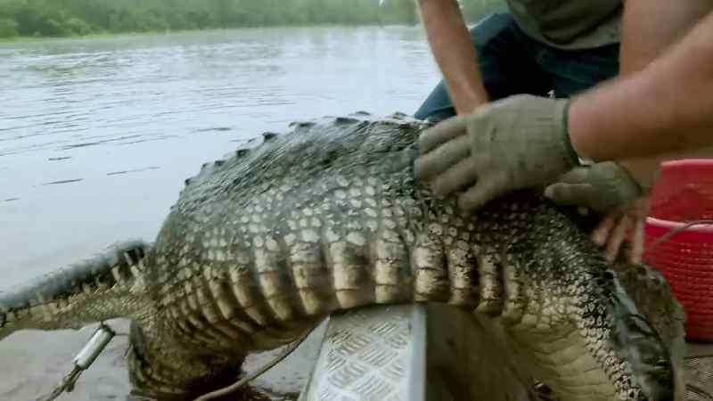 This 12-foot leviathan