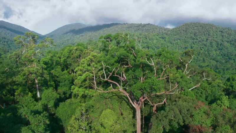 This 400-square-mile area is home to Borneo's largest remaining