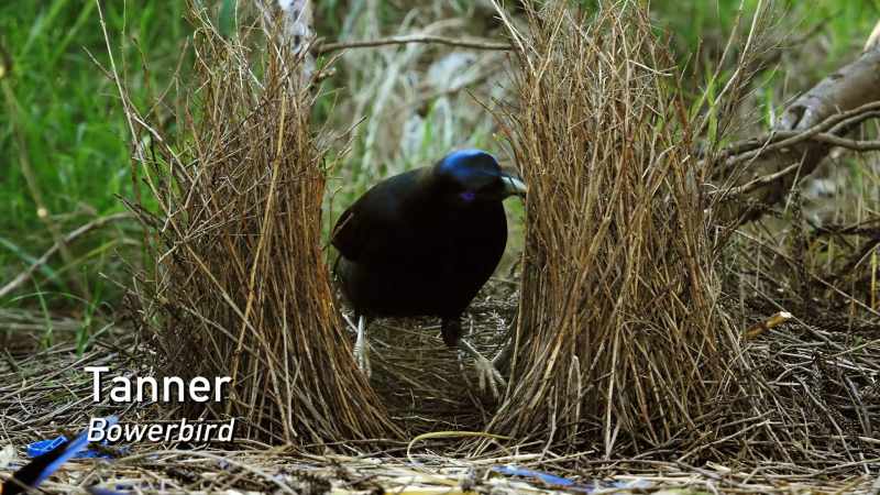 This is a bowerbird named Tanner