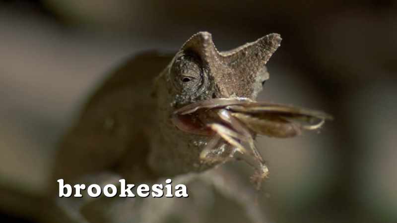This is a brookesia chameleon