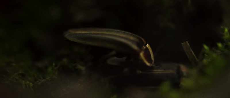 This is a classic example of a predator using mimicry