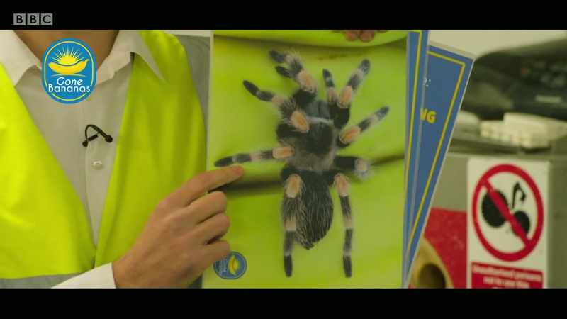 This is a deadly spider from north Africa