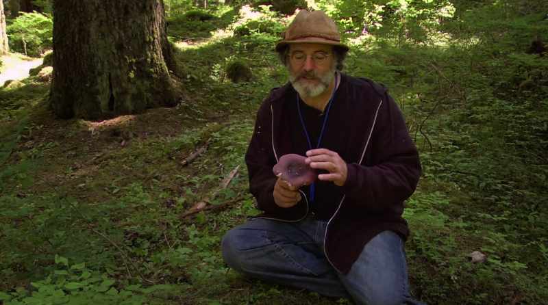 This is a delicious shrimp russula mushroom