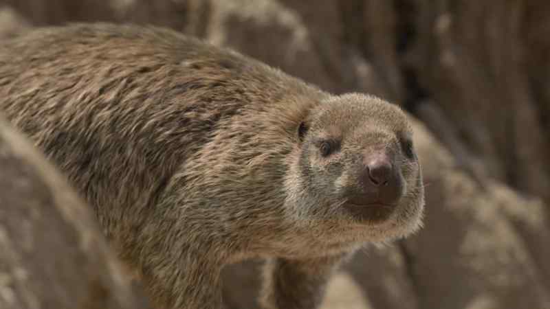 This is a female Adalatherium