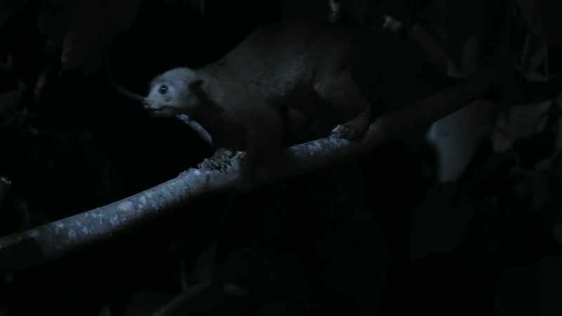 This is a kinkajou
