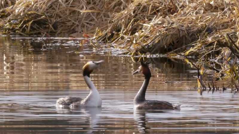 This is a male and a female and they both put in the same effort