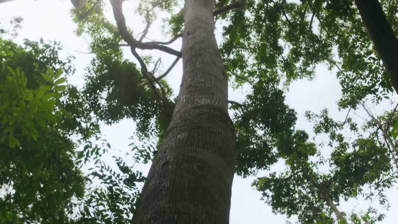 This is a poison arrow tree