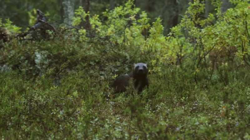 This is a rare glimpse of a super-hero hunter at work