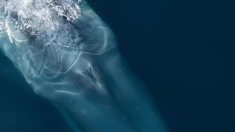 This is a sanctuary for blue whales