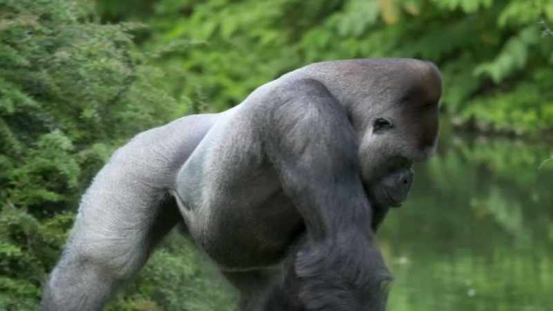 This is a species of primat