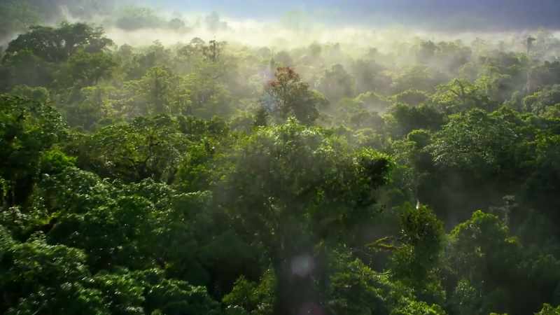 This is a tropical forest