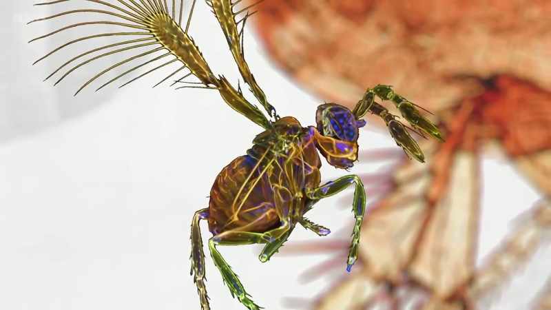 This is a type of wasp called Megaphragma