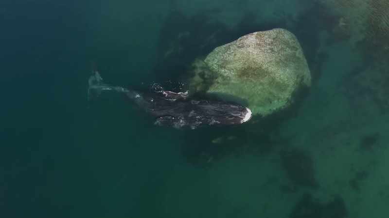 This is a whale health spa