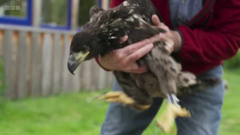 This is a young female white-tailed eagle