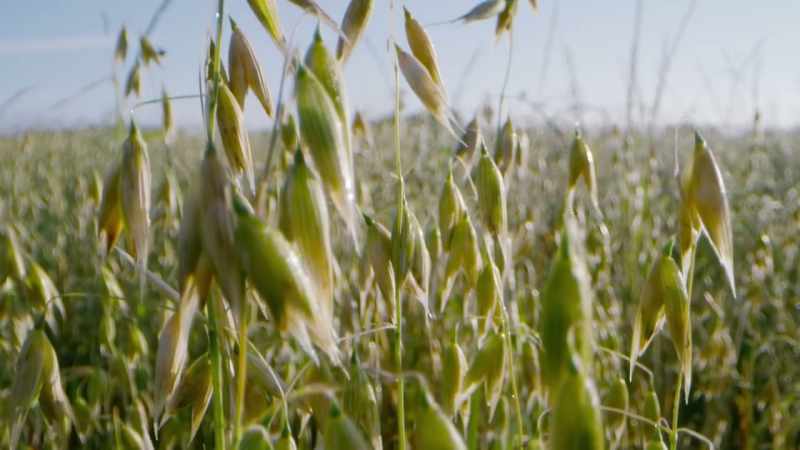 This adaptation is useful for the plant